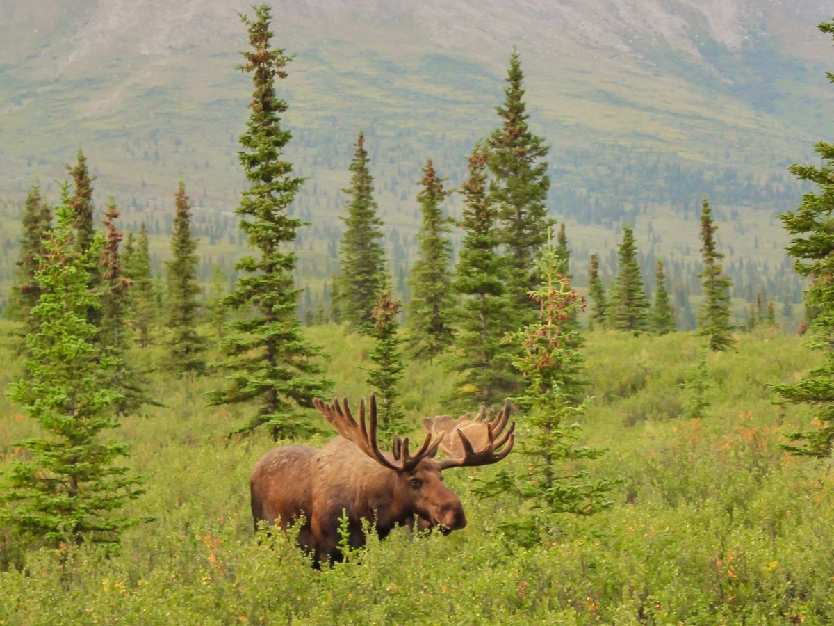 The Ultimate Guide to Denali National Park in&nbsp;Summer
